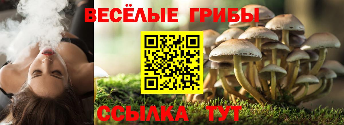 Псилоцибиновые грибы Psilocybe Чехов